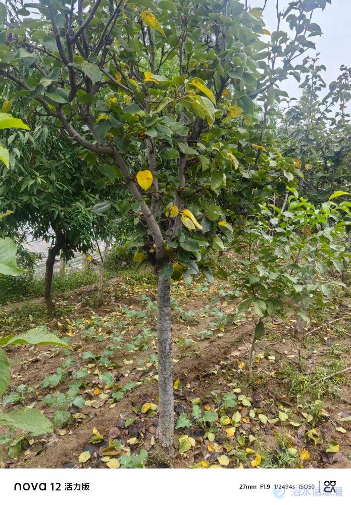 果树出售