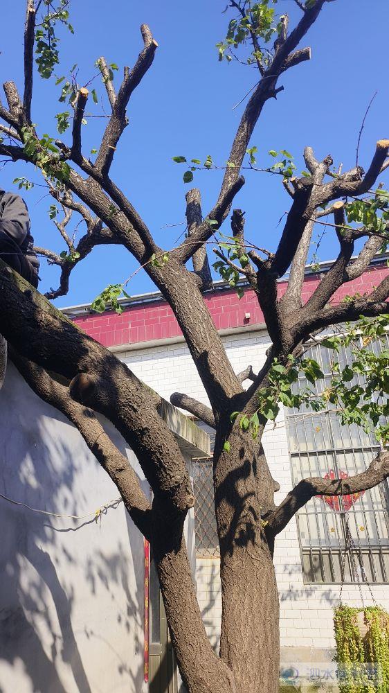 20年龄大果杏树出售